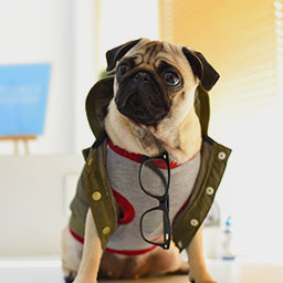 xLab's cute pug